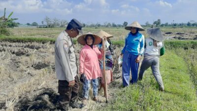 Polri Dukung Swasembada Pangan, Bhabinkamtibmas Montong Are Gandeng Petani