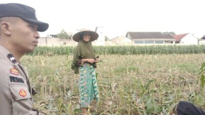 Polri dan Petani Labuapi Bersinergi, Perkuat Ketahanan Pangan Nasional Melalui Optimalisasi Lahan