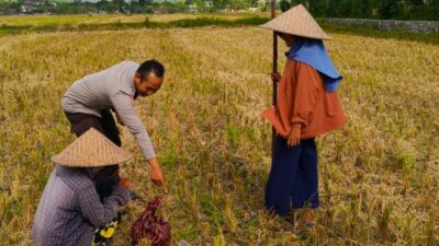 Sinergi Polsek Kuripan dan Petani Iting Langgem, Dukung Swasembada Pangan Lokal