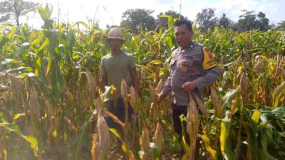 Bhabinkamtibmas Dorong Pemanfaatan Lahan untuk Ketahanan Pangan di Dusun Tambang Eleh