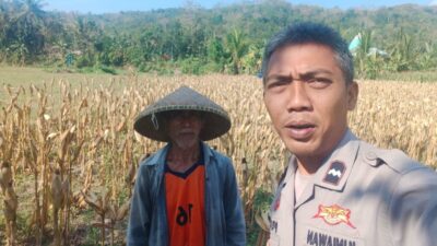 Bhabinkamtibmas Eyat Mayang Dukung Petani Jagung di Lembar untuk Ketahanan Pangan