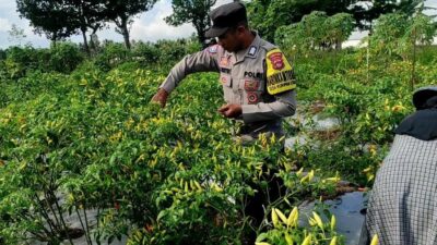Bhabinkamtibmas Kuripan Utara Dampingi Petani Panen Cabai, Dukung Ketahanan Pangan