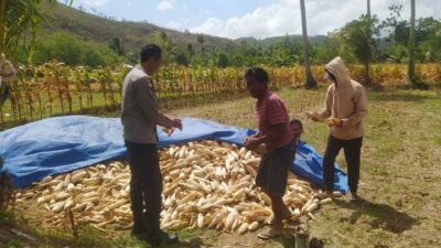 Bhabinkamtibmas Dampingi Panen Jagung di Desa Batu Putih Sekotong