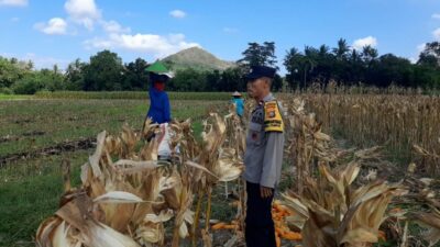 Bhabinkamtibmas Tempos Dampingi Panen Jagung, Wujud Nyata Dukung Ketahanan Pangan