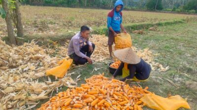 Jalin Silaturahmi, Bhabinkamtibmas Lembar Dukung Petani Jagung di Eyat Mayang