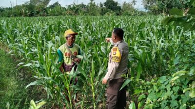 Menjaga Ketahanan Pangan, Bhabinkamtibmas Labuapi Ajak Warga Manfaatkan Lahan Kosong