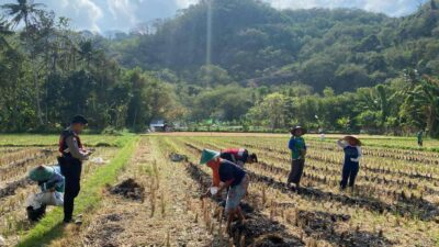 Polres Lombok Barat Dampingi Petani Jagung Desa Kebon Ayu untuk Ketahanan Pangan
