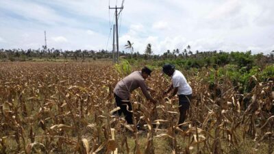Polri Dampingi Petani Kedaro Sinergi Ketahanan Pangan di Lombok Barat