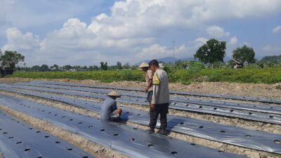 Polsek Kediri Dorong Warga Montong Are Tanam Cabai untuk Ketahanan Pangan