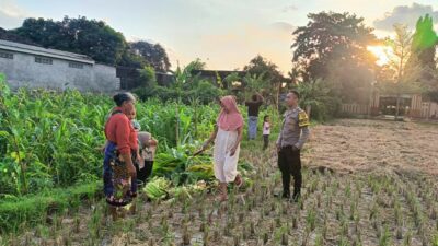Polsek Kuripan Dukung Petani Jagung di Kumbung Barat Wujudkan Ketahanan Pangan