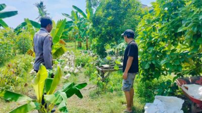 Polsek Lembar Dukung Ketahanan Pangan, Bhabinkamtibmas Beri Semangat Petani Jagung di Eyat Mayang