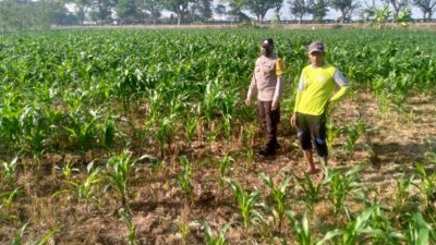 Kolaborasi Polisi dan Petani di Jagaraga untuk Wujudkan Lumbung Pangan Lokal
