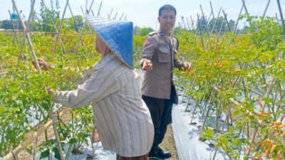 Dari Pekarangan Jadi Pangan: Inisiatif Bhabinkamtibmas Perampuan di Karang Bayan