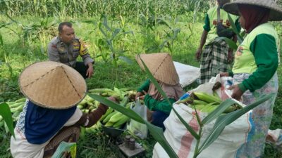 Panen Jagung Dusun Jerneng: Polsek Labuapi Dorong Swasembada Pangan Lokal