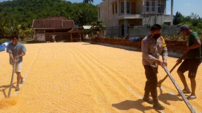 Sinergi Polsek Kuripan dan Petani Gerung Jaga Stabilitas Pangan Daerah