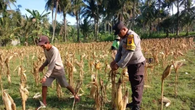 Sinergi Polri dan Petani di Gerung Dorong Stabilitas Harga Jagung