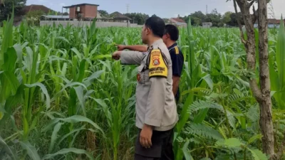 Lombok Barat, NTB – Komitmen Kepolisian Negara Republik Indonesia (Polri) dalam mendukung program ketahanan pangan nasional terus diwujudkan hingga ke tingkat desa. Di wilayah hukum Polres Lombok Barat, upaya nyata ini ditunjukkan melalui peran aktif Bhabinkamtibmas yang intensif mendampingi para petani. Salah satunya adalah kegiatan sambang yang dilakukan oleh Bhabinkamtibmas Desa Gelogor, Aipda Ahyar Haryanto, di Dusun Gelogor Selatan pada hari Rabu, 8 Oktober 2025. Sejak pukul 09.25 Wita, Aipda Ahyar Haryanto telah berada di tengah-tengah warga dan lahan pertanian, khususnya tanaman jagung, yang menjadi komoditas unggulan di daerah tersebut. Kegiatan ini tidak hanya sebatas kunjungan rutin, melainkan merupakan perwujudan sinergi antara aparat keamanan dengan masyarakat dalam menjamin ketersediaan pangan di tingkat lokal. Motivasi dan Pendampingan Langsung di Lahan Pertanian Dalam kunjungannya, Aipda Ahyar Haryanto berinteraksi langsung dengan para petani, melihat dari dekat kondisi tanaman jagung mereka, serta mendengarkan aspirasi dan kendala yang dihadapi. Kehadiran Bhabinkamtibmas di tengah areal persawahan ini memiliki nilai strategis ganda, yaitu menjaga keamanan dan ketertiban masyarakat (Kamtibmas) sekaligus memberikan motivasi dan dukungan moril dalam meningkatkan hasil panen. Petani di Dusun Gelogor Selatan menyambut baik kehadiran Aipda Ahyar Haryanto. Mereka merasa diperhatikan dan mendapatkan suntikan semangat untuk lebih giat dalam mengelola lahan. Tanaman jagung yang menjadi fokus sambang kali ini diharapkan dapat berkontribusi signifikan terhadap pasokan pangan, baik untuk kebutuhan lokal maupun nasional. Polri Dorong Peningkatan Semangat Bertani Warga Peran Bhabinkamtibmas dalam program ketahanan pangan merupakan bagian integral dari tugas tambahan Polri. Mereka berfungsi sebagai jembatan komunikasi yang efektif antara program-program pemerintah di sektor pertanian dengan implementasinya di masyarakat petani. Hal ini sejalan dengan arahan pimpinan Polri untuk menjadikan personel di lapangan sebagai motor penggerak pembangunan dan kesejahteraan masyarakat. Kepala Bagian Sumber Daya Manusia (Kabag SDM) Polres Lombok Barat, AKP Taufik Hidayat, S.H., menegaskan bahwa dukungan terhadap sektor pertanian adalah prioritas. Beliau menyoroti pentingnya peran Bhabinkamtibmas sebagai ujung tombak dalam mencapai sasaran ketahanan pangan. “Kami dari Polres Lombok Barat sangat serius mendukung program pemerintah di bidang ketahanan pangan. Kehadiran Bhabinkamtibmas seperti Aipda Ahyar Haryanto di Desa Gelogor adalah bukti nyata komitmen kami,” ujar AKP Taufik Hidayat, S.H. Beliau melanjutkan, “Kami berharap para petani di Gelogor, khususnya yang membudidayakan jagung, terus semangat dan konsisten dalam merawat tanamannya. Aipda Ahyar Haryanto bertugas untuk memotivasi mereka agar lebih giat dalam bertani, karena keberhasilan pertanian adalah fondasi utama dari ketahanan pangan daerah kita.” Kontribusi Jagung dalam Mewujudkan Swasembada Pangan Komoditas jagung memiliki peran vital sebagai salah satu penopang utama kebutuhan pangan dan pakan di Indonesia. Peningkatan produksi jagung di daerah seperti Gelogor, Lombok Barat, secara langsung akan memperkuat swasembada pangan nasional dan stabilitas harga komoditas. Melalui kegiatan sambang ini, Bhabinkamtibmas juga menyampaikan pesan-pesan yang bersifat edukatif. Selain memberikan dorongan, mereka turut mengingatkan petani mengenai pentingnya pola tanam yang efisien, penggunaan bibit unggul, serta upaya pencegahan gangguan keamanan di lahan pertanian. Kolaborasi dengan instansi terkait, seperti Penyuluh Pertanian Lapangan (PPL), akan terus diperkuat untuk memberikan bimbingan teknis yang optimal kepada warga. Dengan sinergi yang kuat antara Polri, khususnya Bhabinkamtibmas, dan seluruh elemen masyarakat petani, diharapkan Desa Gelogor dapat menjadi contoh keberhasilan dalam mewujudkan masyarakat yang mandiri secara pangan, sehat, dan sejahtera. Keaktifan Aipda Ahyar Haryanto dalam mendampingi petani menjadi cerminan bahwa aparat keamanan tidak hanya bertugas menjaga keamanan, tetapi juga menjadi mitra strategis dalam upaya meningkatkan kesejahteraan dan ketahanan pangan bangsa.