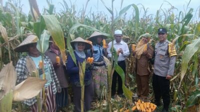 Panen Jagung di Babussalam, Polri Jadi Sahabat Petani Lombok Barat