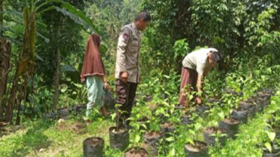 Inovasi Polsek Batulayar: Pertanian Mandiri Jaga Ketahanan Pangan Keluarga
