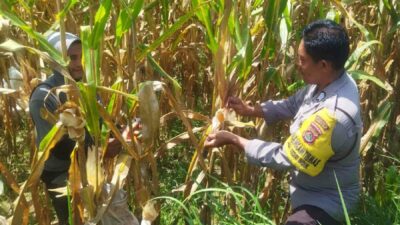 Jaga Stabilitas Pangan, Polri Edukasi Pemanfaatan Lahan