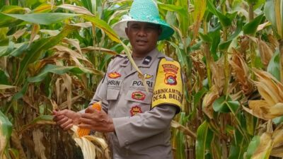 Bhabinkamtibmas Desa Beleka Dampingi Petani Serahkan Hasil Panen ke Bulog