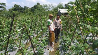 Benteng Pangan Mikro: Bhabinkamtibmas Motivasi Warga Lombok Barat Garap Lahan Produktif
