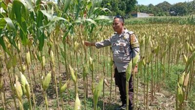 Strategi Polsek Labuapi Tingkatkan Produksi Jagung NTB